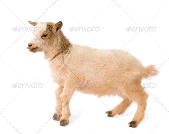 Young Pygmy goat - Stock Photo - Images