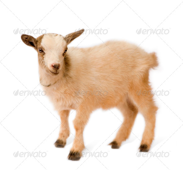 Young Pygmy goat - Stock Photo - Images
