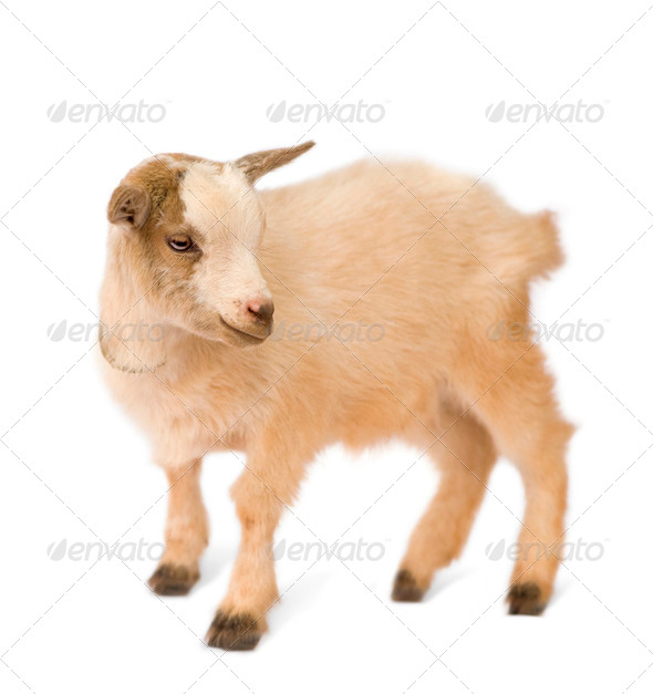 Young Pygmy goat - Stock Photo - Images