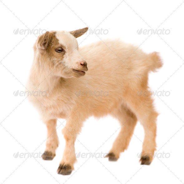 Young Pygmy goat - Stock Photo - Images