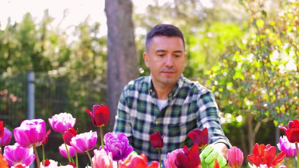 Middle-aged Man Taking Care of Flowers at Garden alt