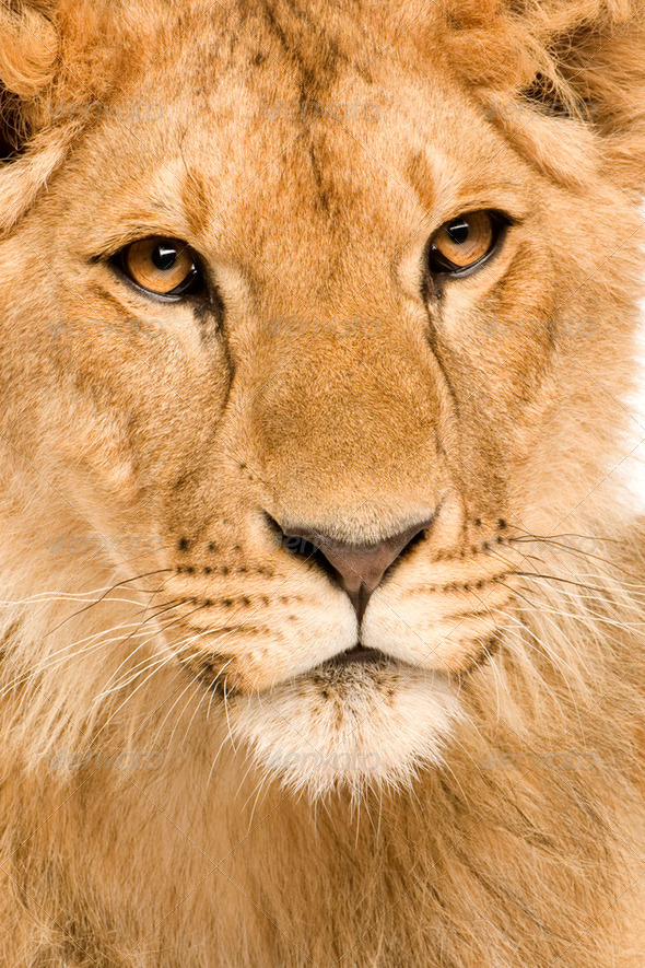 Lion Cub (9 months) - Stock Photo - Images