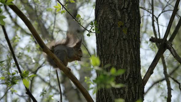 Squirrel  Sits on a Tree Branch