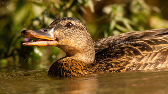 duck mouth open