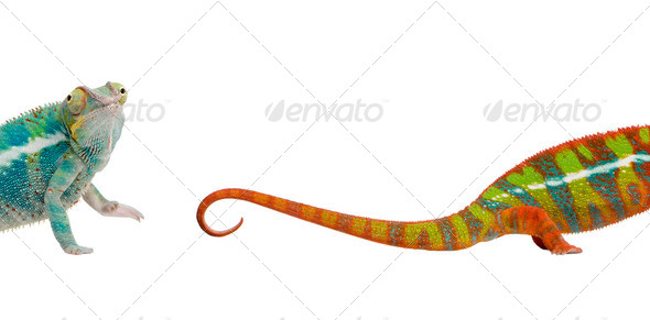 Young chameleon, Furcifer Pardalis Ankify, 8 months old, against white background, studio shot - Stock Photo - Images
