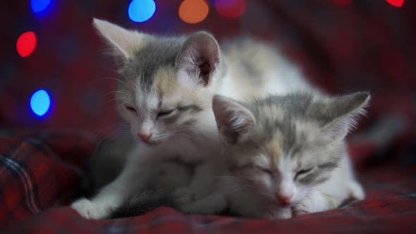 Cute Kittens Fall Asleep on a Cozy Plaid Blanket Against the Background of Blinking Lights on New