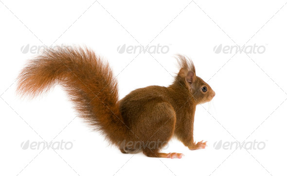 Eurasian red squirrel - Sciurus vulgaris (2 years) - Stock Photo - Images