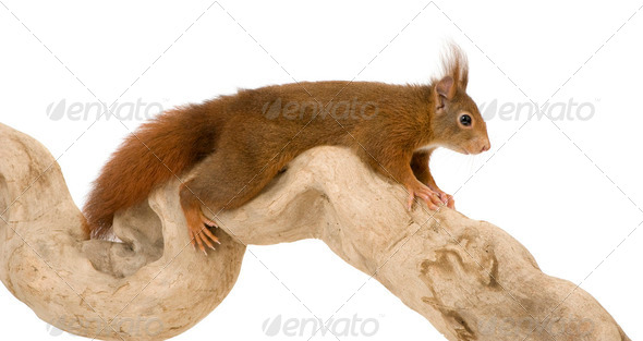 Eurasian red squirrel - Sciurus vulgaris (2 years) - Stock Photo - Images