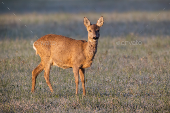 Female roe deer standing on a meadow in winter illuminated by rising sun - Stock Photo - Images