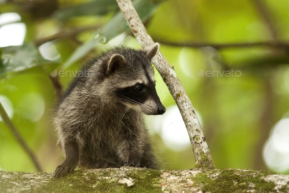 Cute raccoon cub climbing tree in a jungle of Costa Rica - Stock Photo - Images