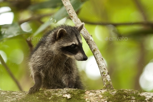 Cute raccoon cub climbing tree in a jungle of Costa Rica