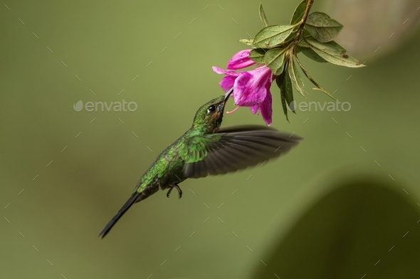 Green-crowned brilliant feeding in flight from a blooming flower head - Stock Photo - Images