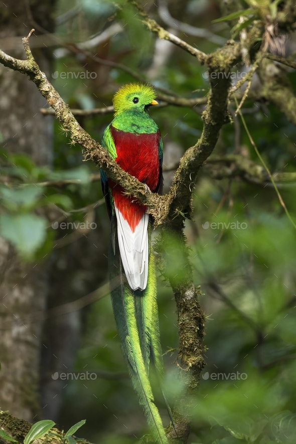 Exotic resplendent quetzal sitting on a branch in rainforest - Stock Photo - Images