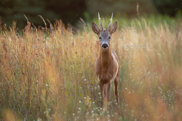 Roe deer buck standing in tall dry grass on a meadow in summer nature - Stock Photo - Images