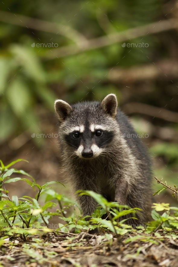 Vertical composition of a young raccoon walking on the ground in a jungle - Stock Photo - Images