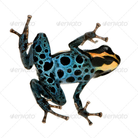 Poison Dart Frog - ranitomeya amazonica or Dendrobates amazonicus - Stock Photo - Images