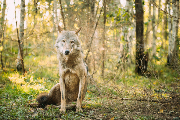 Belarus. Wolf, Canis Lupus, Gray Wolf, Grey Wolf Sitting Outdoors In Autumn Day. Portrait
