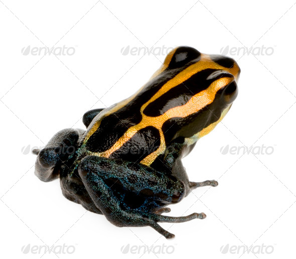 Poison Dart Frog - ranitomeya amazonica or Dendrobates amazonicus - Stock Photo - Images