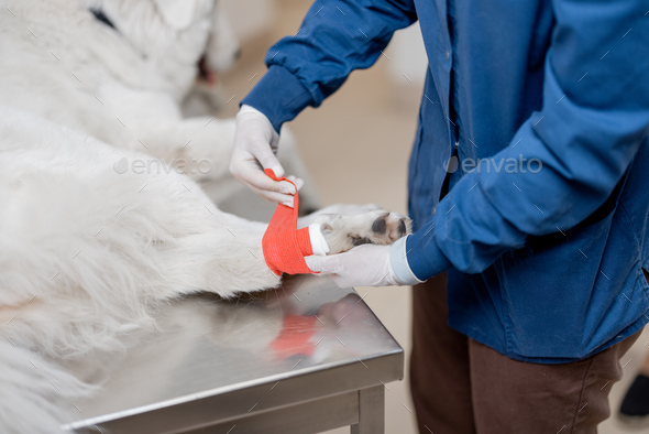 Gloved veterinarian binding paw of dog patient with red elastic bandage