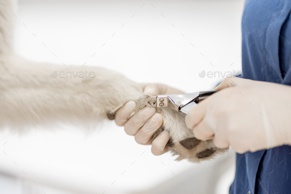 Close up of cutting dog toenail with nail clipper