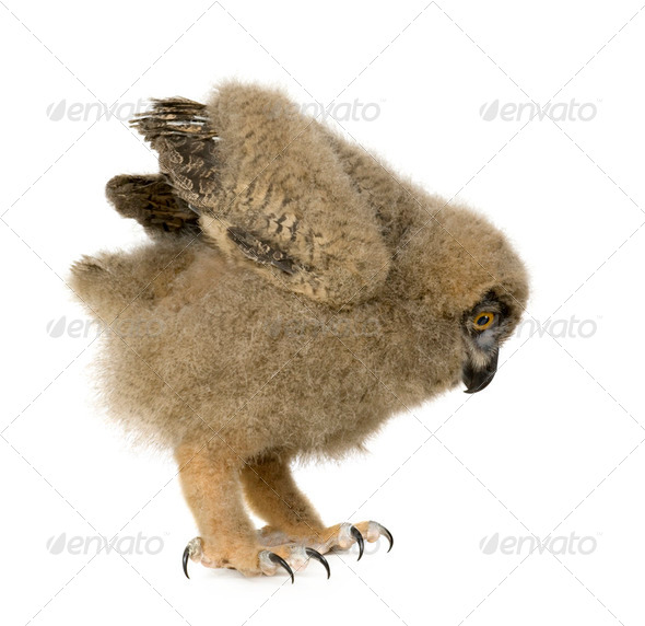 Eurasian Eagle Owl - Bubo bubo (6 weeks) - Stock Photo - Images