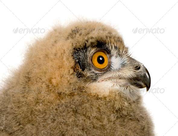 Eurasian Eagle Owl - Bubo bubo (6 weeks) - Stock Photo - Images