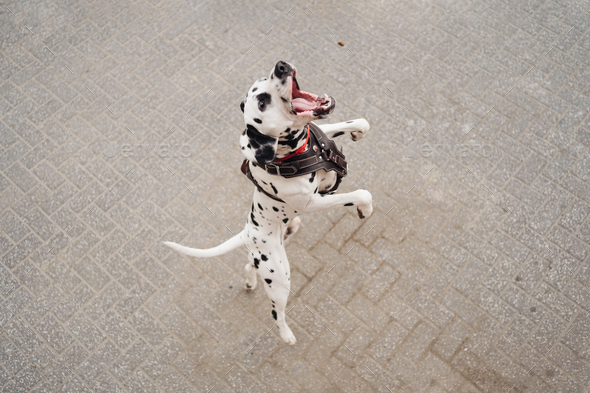 Dalmatian dog knotty jumping to get reward in the street