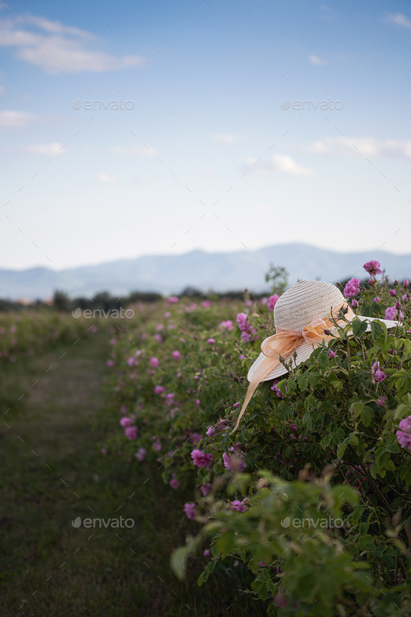 woman wicker hat in a plantation of cultivated pink rose flowers at the time of harvest - Stock Photo - Images