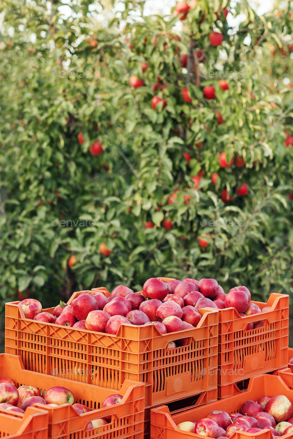 Wood Produce Crates, Harvest Boxes