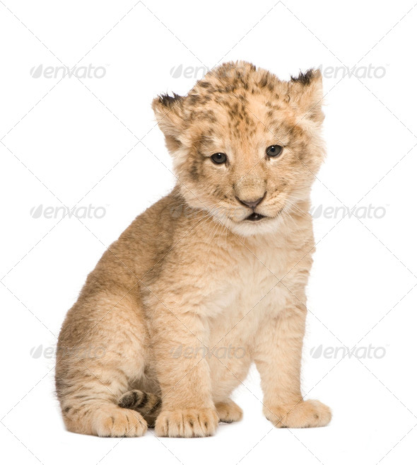 Lion Cub (6 weeks) - Stock Photo - Images