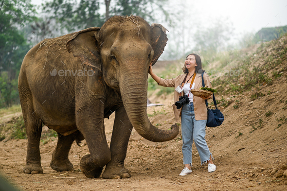 Female tourists feed the elephants in a fun manner.She smiled and the elephant was in a good mood.