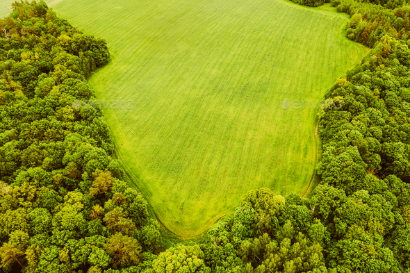 Aerial View Spring Green Field And Forest Landscape. Top View Of Field And Forest Belt. Bird\'s
