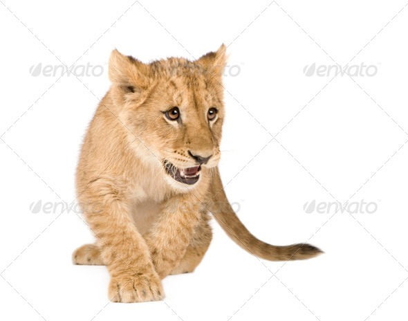 Lion Cub (4 months) - Stock Photo - Images