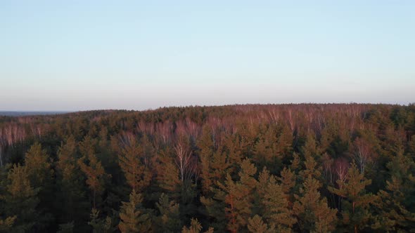AERIAL: Peaks of Forest Trees Painted with Rich Red Colour from Sunset