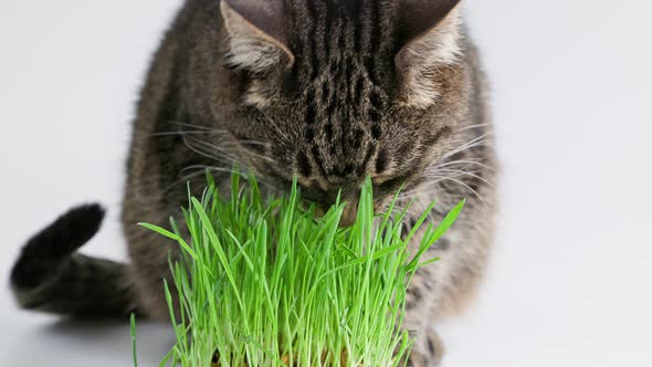 Tabby Cat Eats Green Oat Grass Sprouts on White Background alt