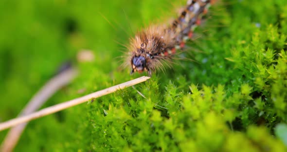 Yellow Tail Moth Euproctis Similis Caterpillar Goldtail or Swan Moth Sphrageidus Similis alt