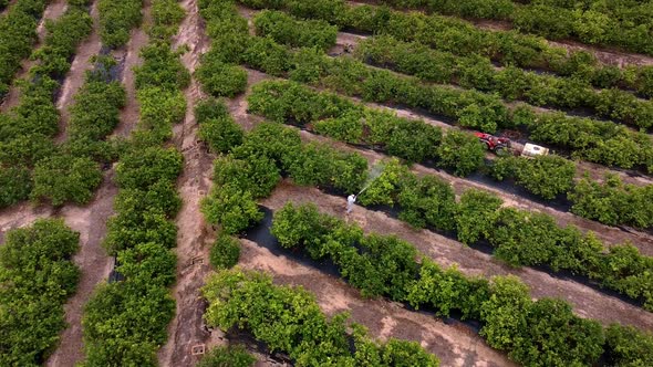 Man spraying pesticides, pesticide, insecticides on fruit lemon growing plantation drone aerial view alt