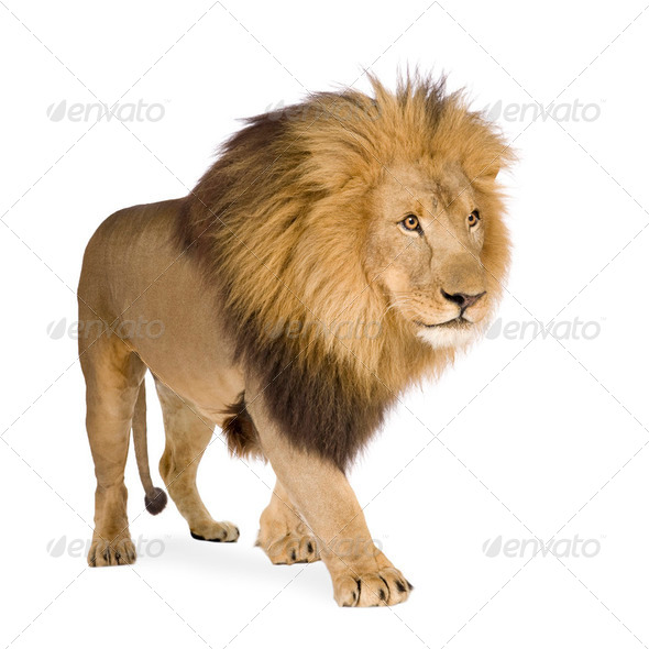 Lion (4 and a half years) - Panthera leo - Stock Photo - Images