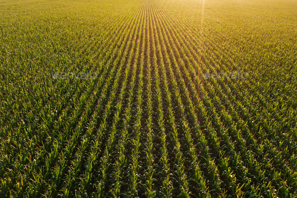 Diminishing Perspective Aerial View Of Green Corn Field In Summer 