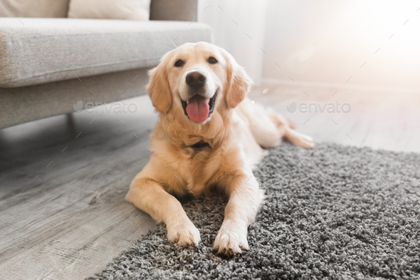 Portrait of cute healthy dog lying on the floor carpet - Stock Photo - Images