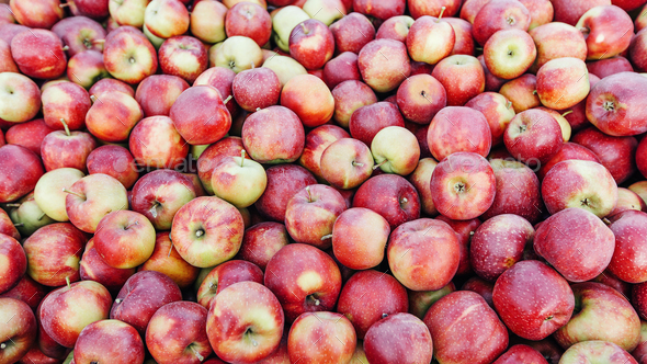 Harvest of apples for juice and puree production, fruit sales and business