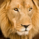 Close-up on a Lion's head (4 and a half years) - Panthera leo Stock ...