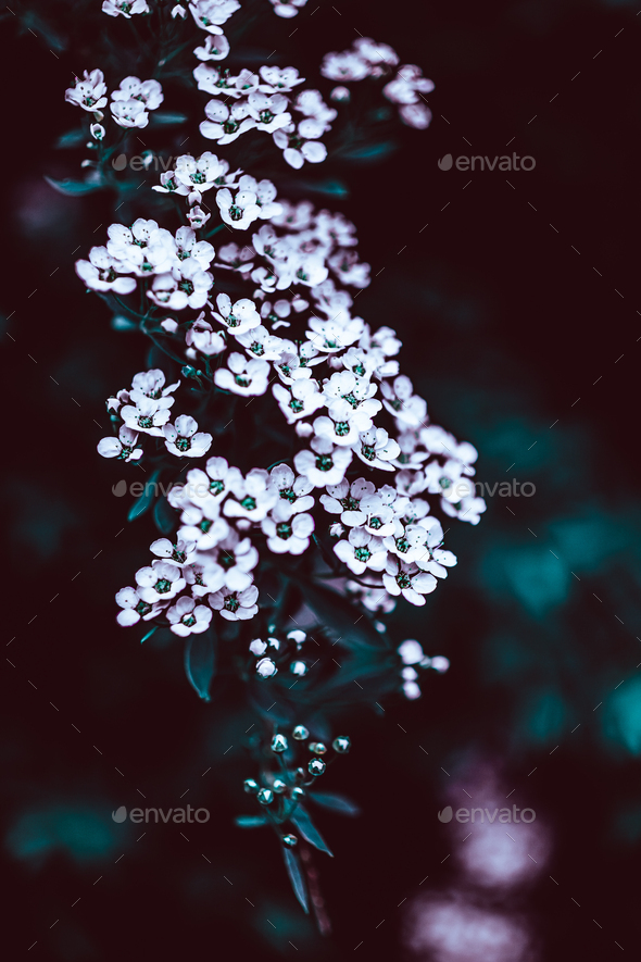 Dark Moody Floral backdrop of blooming spiraea