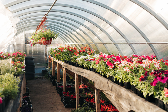 Large flower greenhouse, plant nursery with mixed potted flowers and hanging planters