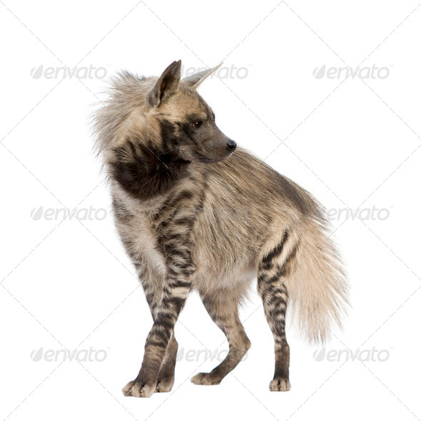 Striped Hyena - Hyaena hyaena - Stock Photo - Images