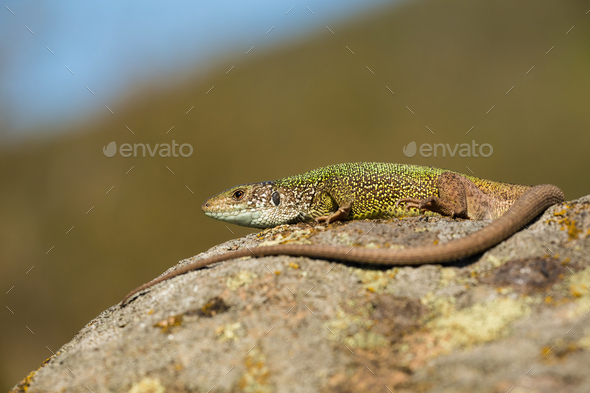 Inactive european green lizard with long tail sunbathing in summer nature - Stock Photo - Images