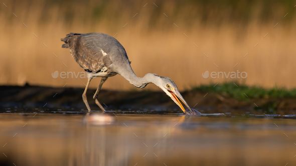 Grey heron stretching neck and taking a fish out of water during morning hunt - Stock Photo - Images
