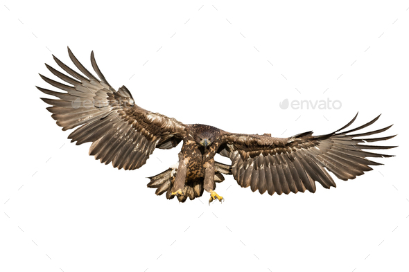 White-tailed eagle hunting in the air cut out on blank - Stock Photo - Images