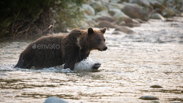 Brown bear crossing the river in autumn morning nature - Stock Photo - Images