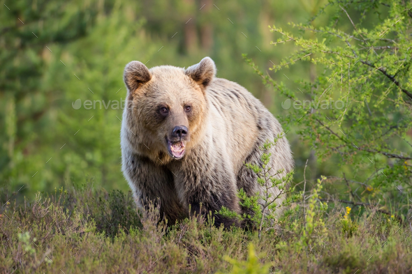 Young brown bear standing on meadow in summer nature - Stock Photo - Images